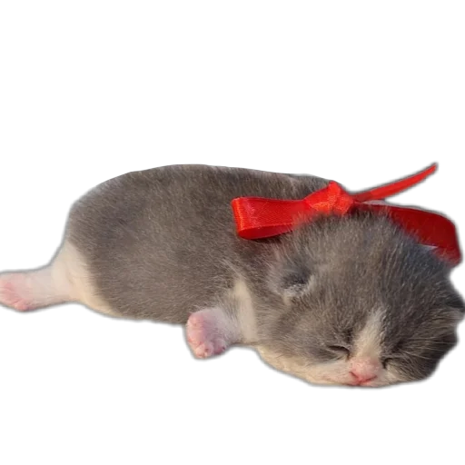 😀 Стикер «коти» для Telegram