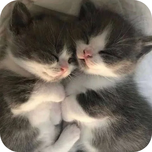🐱 Стикер «коти» для Telegram