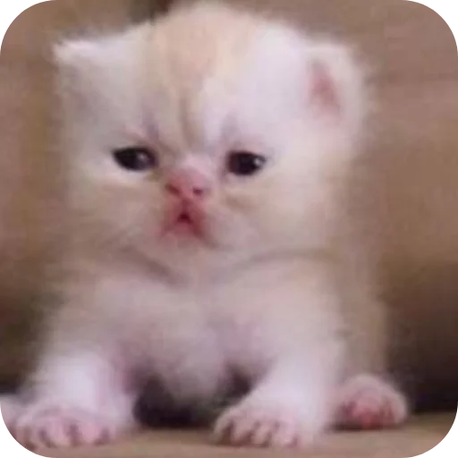 🐱 Стикер «коти» для Telegram