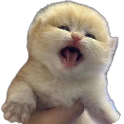 😤 Стикер «коти» для Telegram