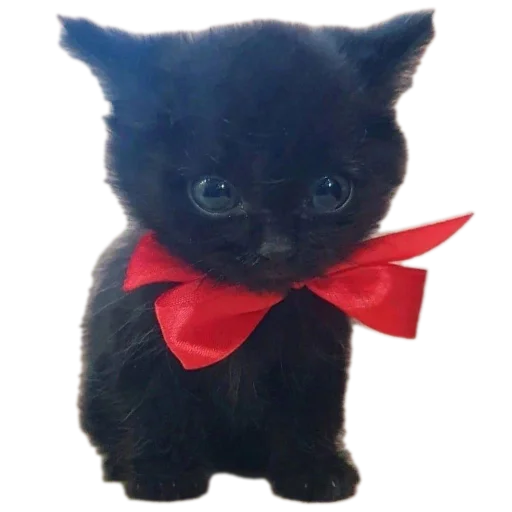 🐱 Стикер «коти» для Telegram