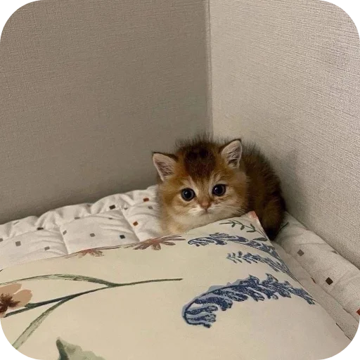 😶 Стикер «коти» для Telegram