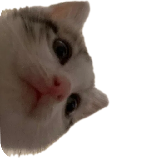 🐱 Стикер «коти» для Telegram