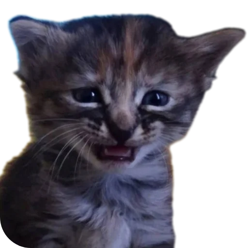 😀 Стикер «коти» для Telegram