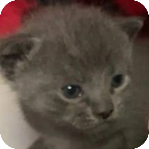 🐱 Стикер «коти» для Telegram