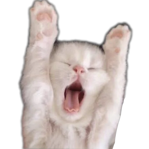😴 Стикер «коти» для Telegram
