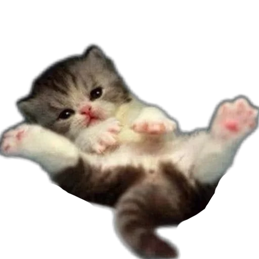 🐱 Стикер «коти» для Telegram
