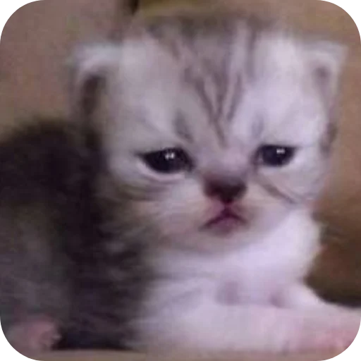 🐱 Стикер «коти» для Telegram