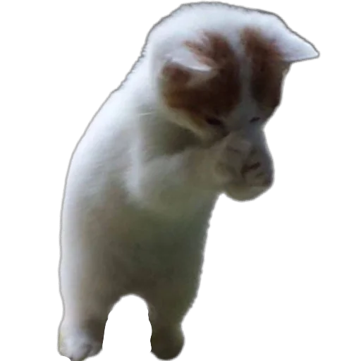 🐱 Стикер «коти» для Telegram