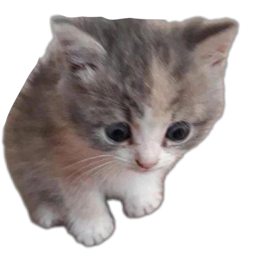 🫣 Стикер «коти» для Telegram