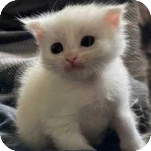 👀 Стикер «коти» для Telegram