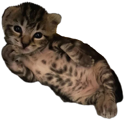 🐱 Стикер «коти» для Telegram