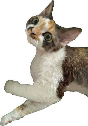 😼 Стикер «Котярик» для Telegram