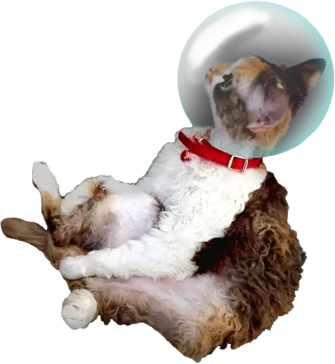 👨‍🚀 Стикер «Котярик» для Telegram