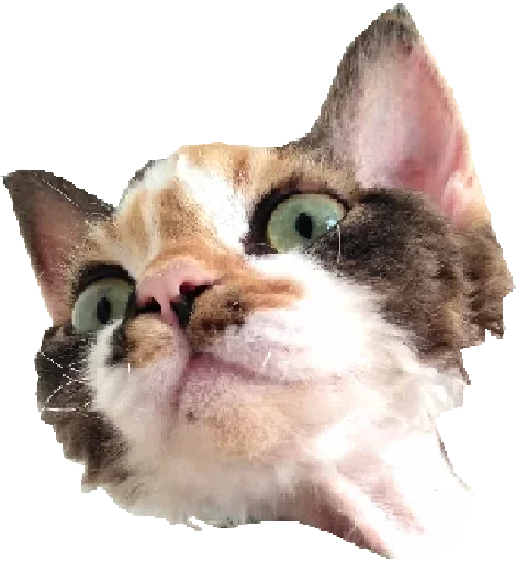 🐱 Стикер «Котярик» для Telegram