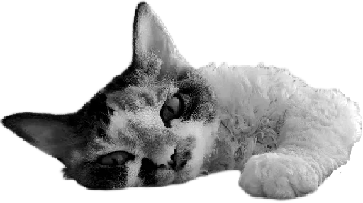 😴 Стикер «Котярик» для Telegram