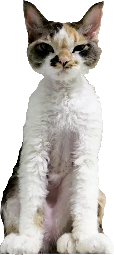 😣 Стикер «Котярик» для Telegram