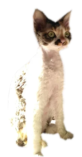 🐱 Стикер «Котярик» для Telegram