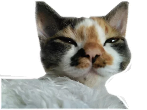 🤨 Стикер «Котярик» для Telegram