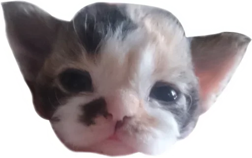 😇 Стикер «Котярик» для Telegram