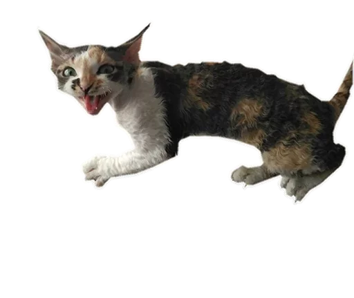 😝 Стикер «Котярик» для Telegram