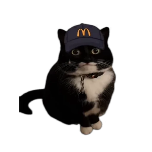 🍟 Стикер «Kotiashi» для Telegram