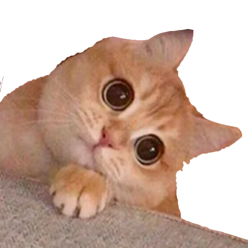 😳 Стикер «Kotiashi» для Telegram