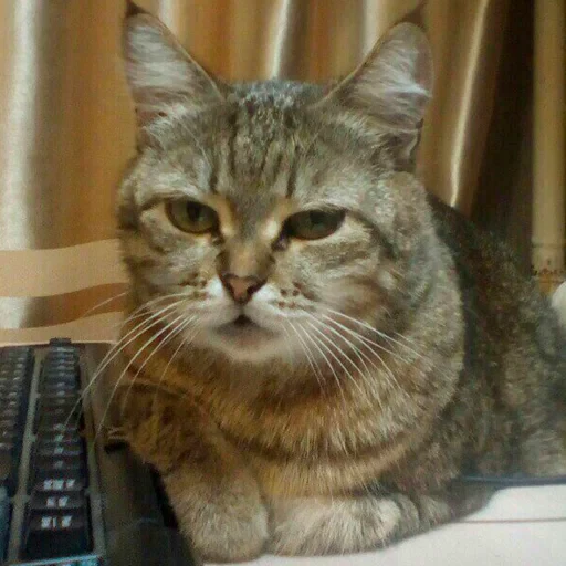 😑 Стикер «Kotiashi» для Telegram