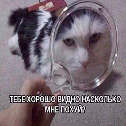 😐 Стикер «Kotiashi» для Telegram