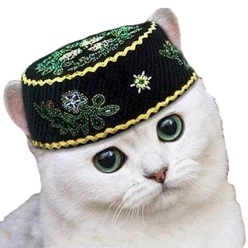😐 Стикер «Kotiashi» для Telegram