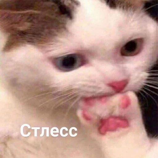 😐 Стикер «Kotiashi» для Telegram