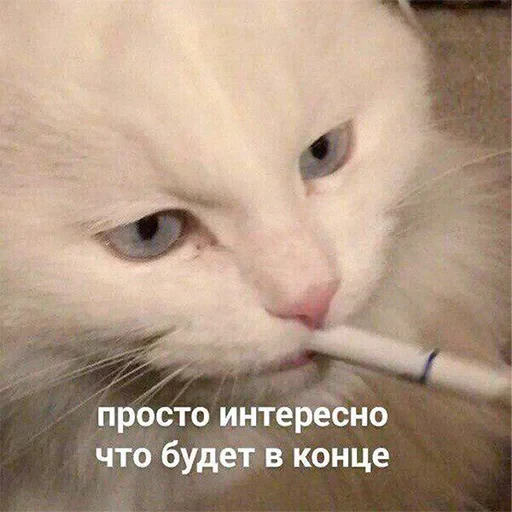 🤔 Стикер «Kotiashi» для Telegram
