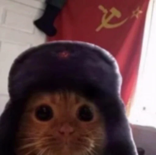 🌟 Стикер «Kotiashi» для Telegram
