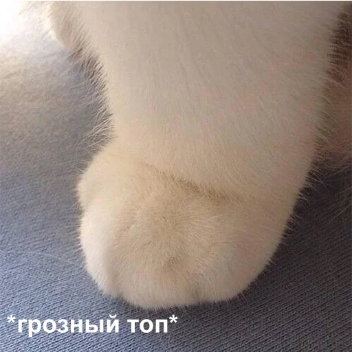 😡 Стикер «Kotiashi» для Telegram