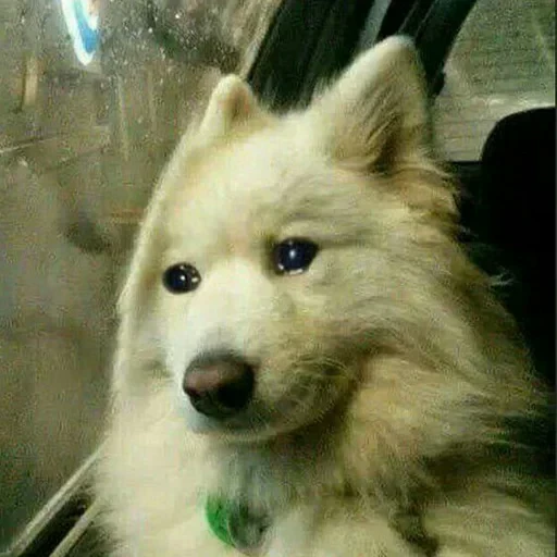 😢 Стикер «Kotiashi» для Telegram