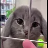 Стикер 7 Котик