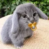Стикер 18 Котик