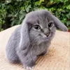 Стикер 26 Котик