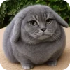 Стикер 58 Котик