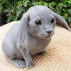 Стикер 49 Котик