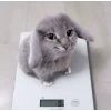 Стикер 8 Котик