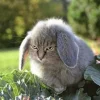 Стикер 4 Котик