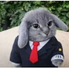 Стикер 19 Котик