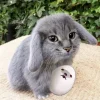 Стикер 20 Котик