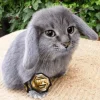 Стикер 24 Котик