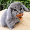 Стикер 30 Котик