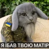 Стикер 54 Котик