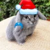 Стикер 16 Котик