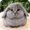 Стикер 3 Котик