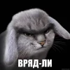 🤩 Эмодзи «Котик» для Telegram